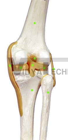 Knee: Posterior View